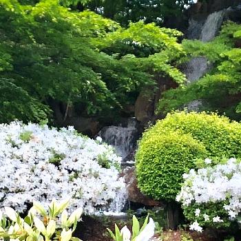 シロツツジの画像 by 織家さん | お出かけ先とシロツツジと山形と白ツツジ公園とおもてなしの花と季節を感じてとGS映えとどこでも植物と純白が好きとiPhone撮影