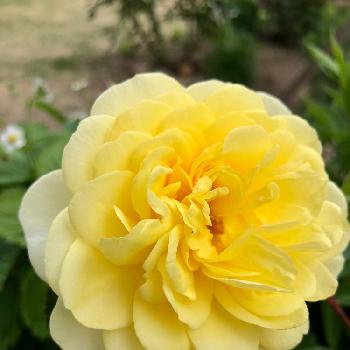 フロリバンダ系統の画像 by makoさん | 小さな庭とバラ・フロリバンダと今日の一枚と今日のお花とガーデニングと花のある暮らしと薔薇 ゴールデンボーダーと薔薇♪とバラを楽しむとフロリバンダ系統