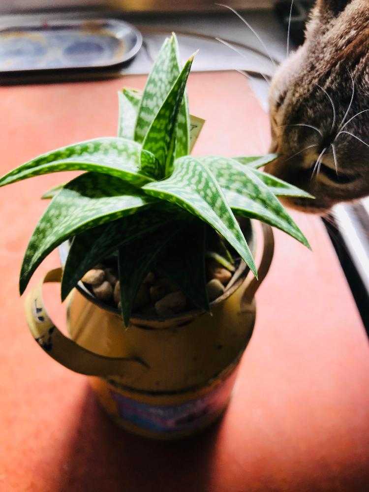 アロエ千代田錦の植え替え｜🍀GreenSnap（グリーンスナップ）