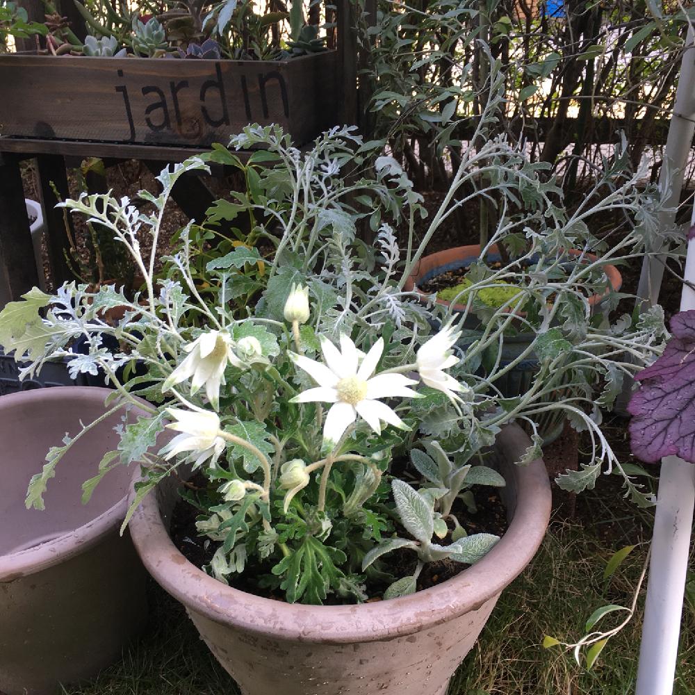 ラムズイヤー の投稿画像 By Kenko1126さん シロタエギクとフランネル フラワーと寄せ植え 18月5月15日 Greensnap グリーンスナップ