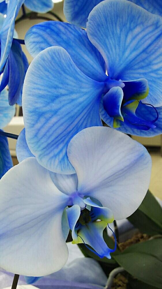ブルーエレガンスの投稿画像 By せつらさん 胡蝶蘭と胡蝶蘭の花と青い花と珍しいと青い胡蝶蘭と花のある暮らしとお花 18月5月15日 Greensnap グリーンスナップ