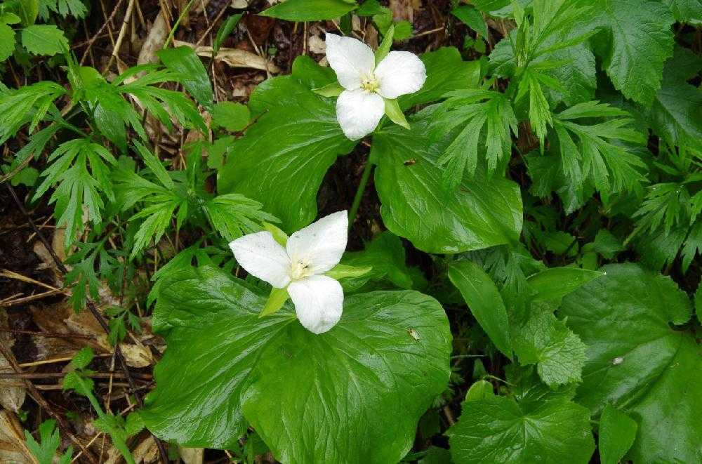 ツユクサ科の花の違い Greensnap グリーンスナップ