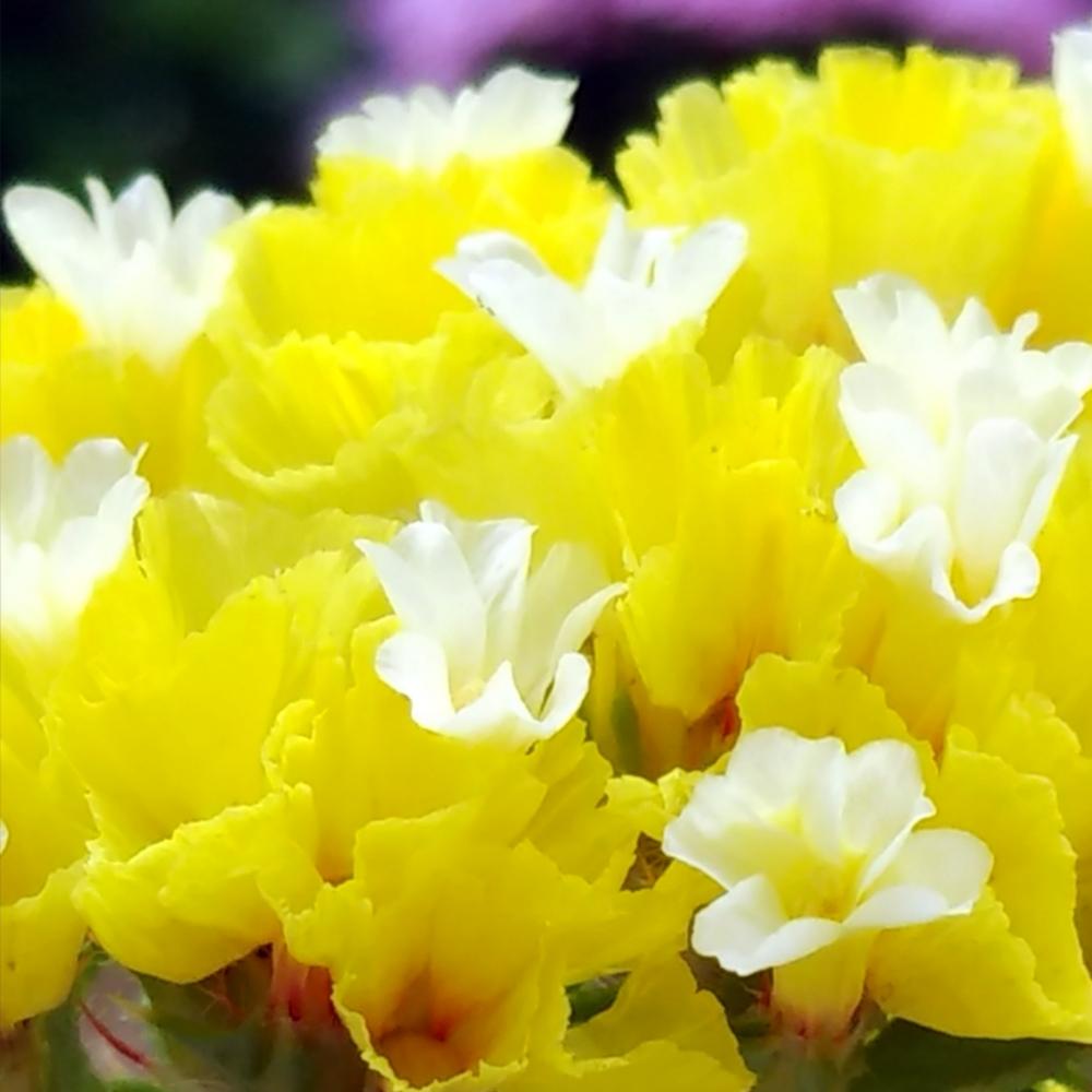 スターチスの投稿画像 By Beeさん キュンキュン乙女倶楽部とだいすきと黄色い花とおきにいりと美しいと黄色いお花大好き協会と 黄色植物 コンテストと可愛い 18月5月16日 Greensnap グリーンスナップ