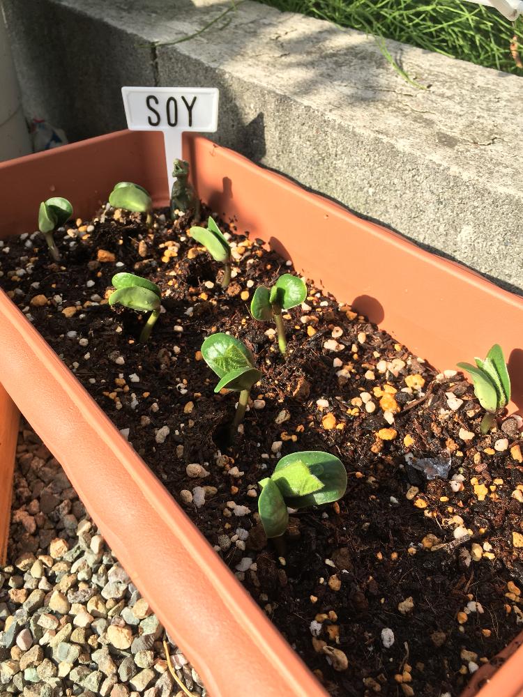 最も人気のある 大豆家庭菜園 誕生日ライン友達