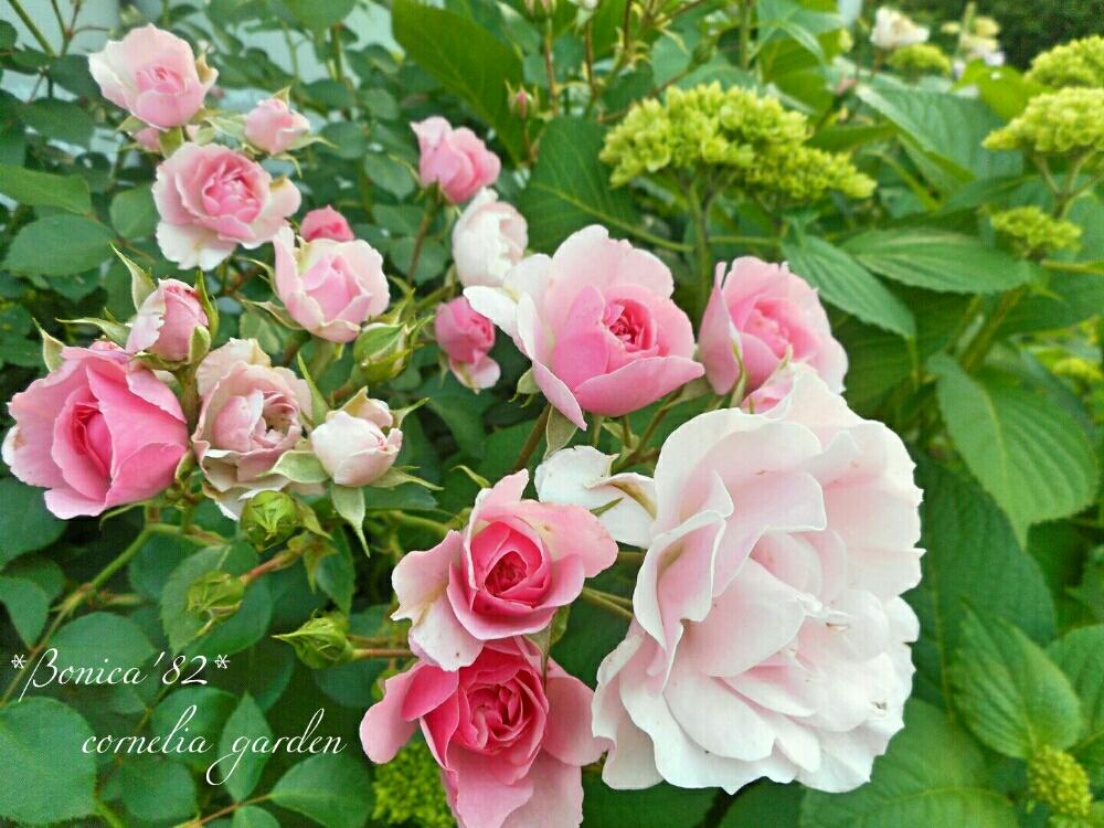 四季咲きアジサイの投稿画像 By コーネリアさん バラ ボニカと薔薇愛同盟とバラ 修景バラと植中毒と自慢のバラコンテスト18と花のある暮らしとローズガーデンとかわいいな といい香り 18月5月16日 Greensnap グリーンスナップ