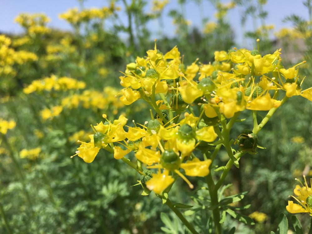 ヘンルーダ ルー の投稿画像 By そあさん ハーブと長久保公園とスマホ写真と 黄色植物 コンテストと花のある暮らしとハーブで防虫 18月5月16日 Greensnap グリーンスナップ