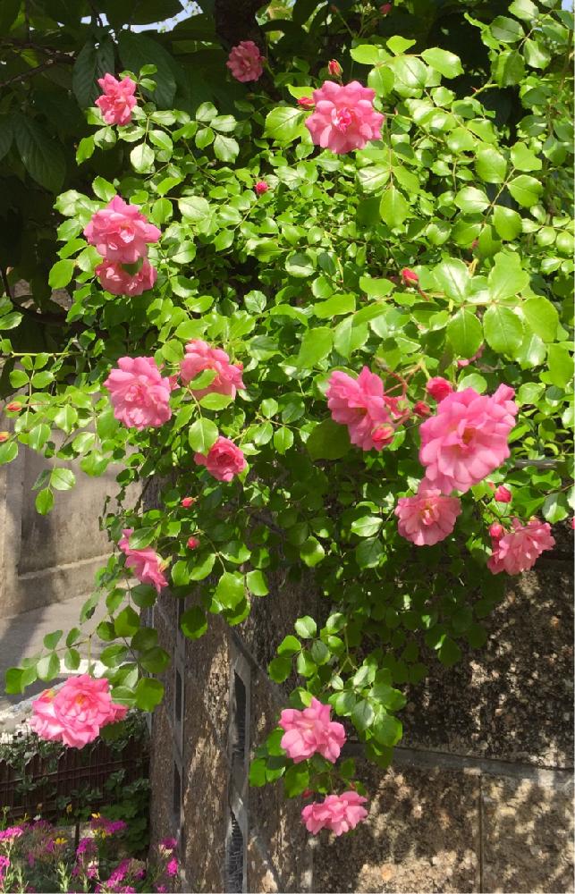 フラワーカーペットローズ アップルブロッサム の投稿画像 By のん さん バラと花のある暮らしとピンクの花とバラが好き 18月5月16日 Greensnap グリーンスナップ