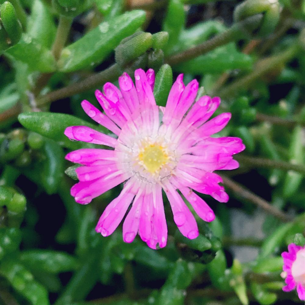 マツバギクの投稿画像 By さっささん ピンクの花と マツバギクと花壇と花のある暮らしと地植え 18月5月16日 Greensnap グリーンスナップ