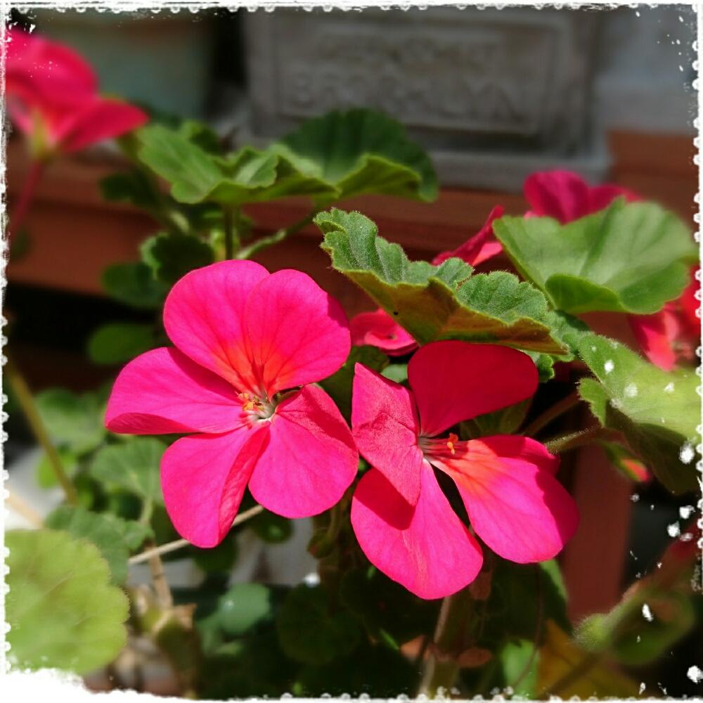 四季咲き の投稿画像 By Kaorunさん 花のある暮らしとgs日和と今日の一枚とゼラニウムとバルコニー ベランダと四季咲き と花のある暮らしとgs日和と今日の一枚 18月5月16日 Greensnap グリーンスナップ Greensnap グリーンスナップ