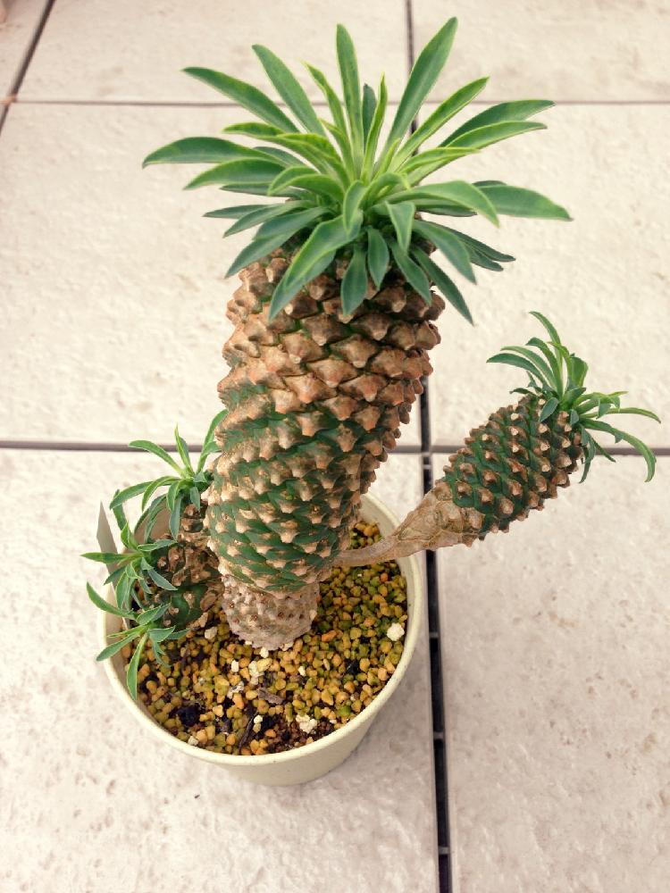 蘇鉄麒麟の投稿画像 By ウララさん ユーフォルビアとユーフォルビア ソテツキリンと子株とトウダイクサ科と多肉植物と多肉植物とサボテン 18月5月16日 Greensnap グリーンスナップ