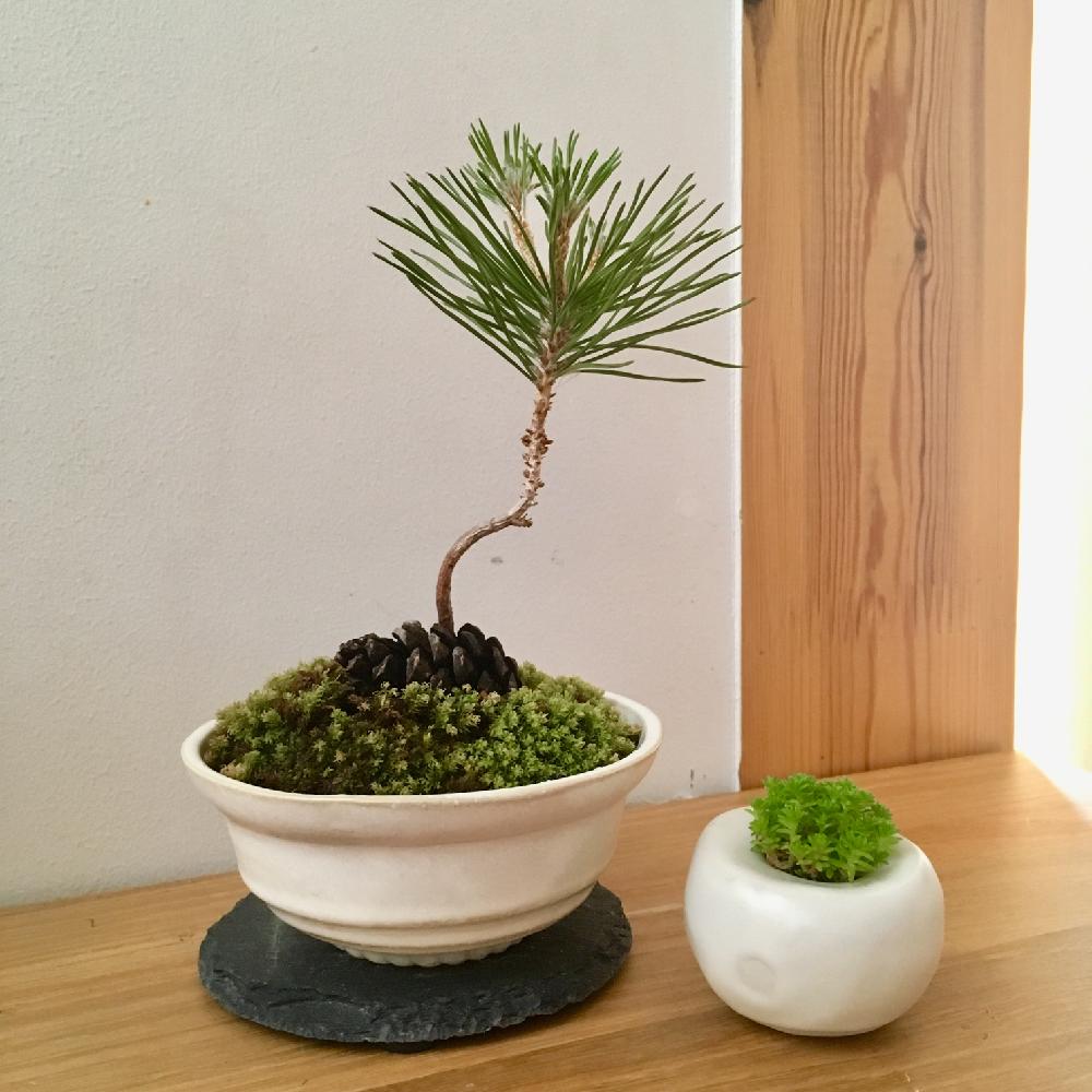 松ぼっくり盆栽の投稿画像 By なず家さん 18月5月16日 Greensnap グリーンスナップ