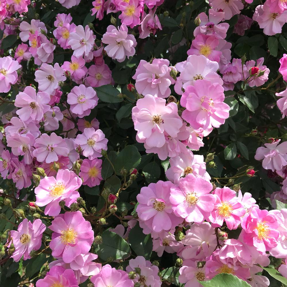 ラベンダードリームの投稿画像 By Madyさん バラ ラベンダードリームと広い庭と植物のある暮らしとゴールデンウィークのお出かけ先とgs映えとgs日和と花のある暮らしと薔薇 と植物のある暮らしとゴールデンウィークのお出かけ先とgs映えとgs日和と花のある暮らしと薔薇