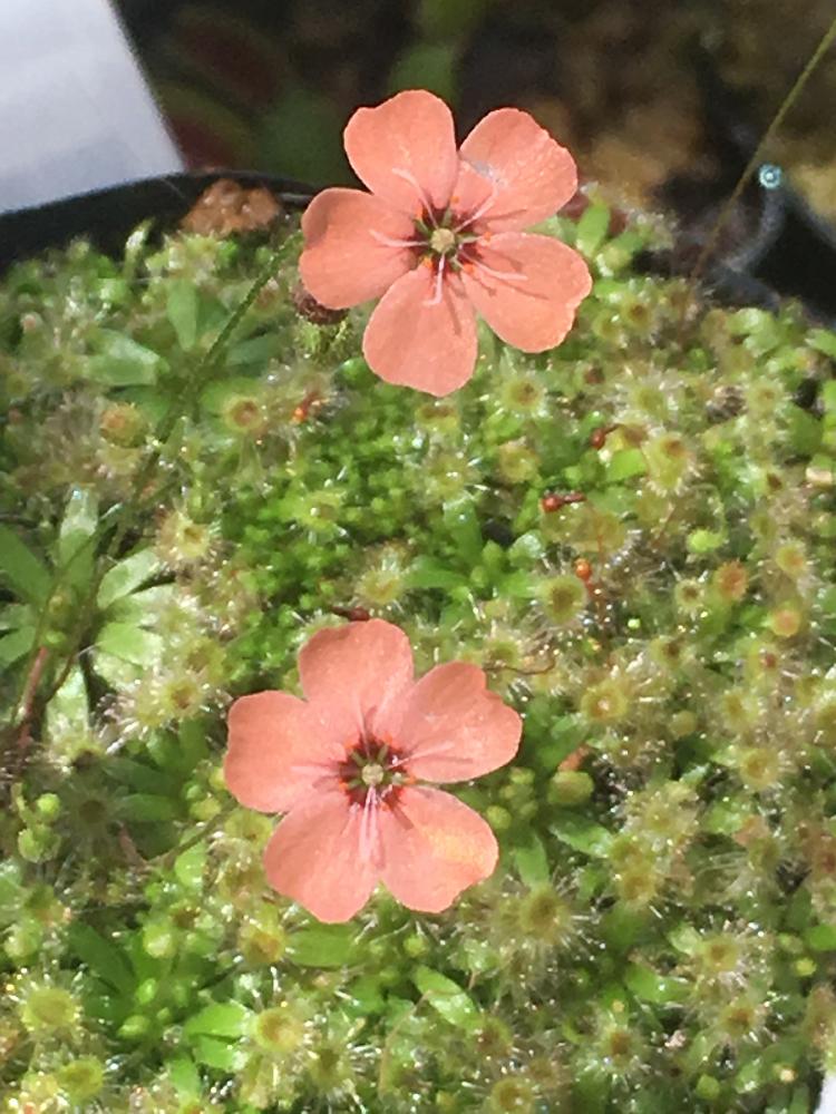 食虫植物の投稿画像 By Kazumaxさん ピグミードロセラとgs日和とモウセンゴケ類とdroseraと花のある暮らし 18月5月16日 Greensnap グリーンスナップ