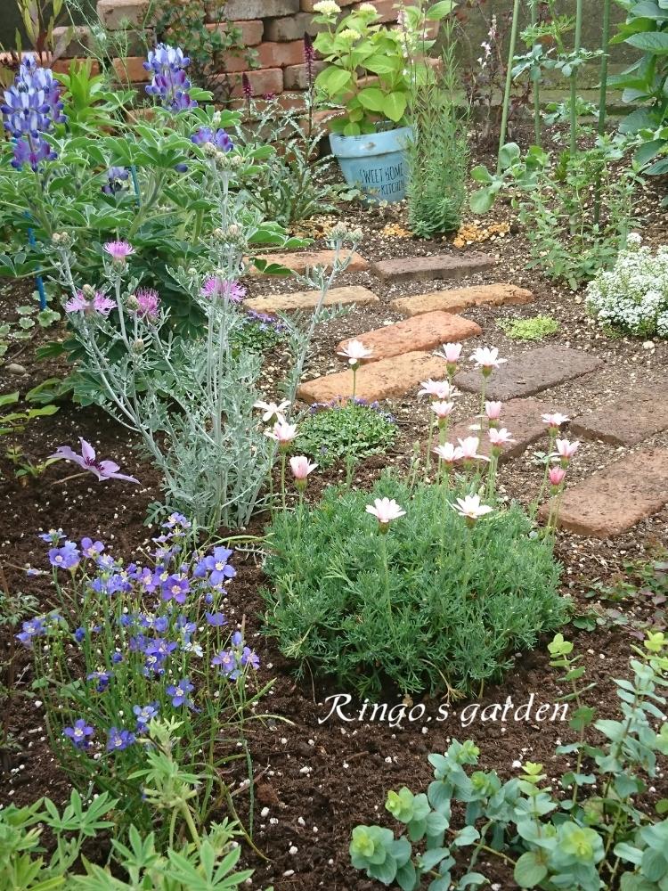 ナチュラルガーデンの投稿画像 By Ringoさん 裏庭 と5月の庭とグリーン大好きと花のある暮らし 18月5月16日 Greensnap グリーンスナップ