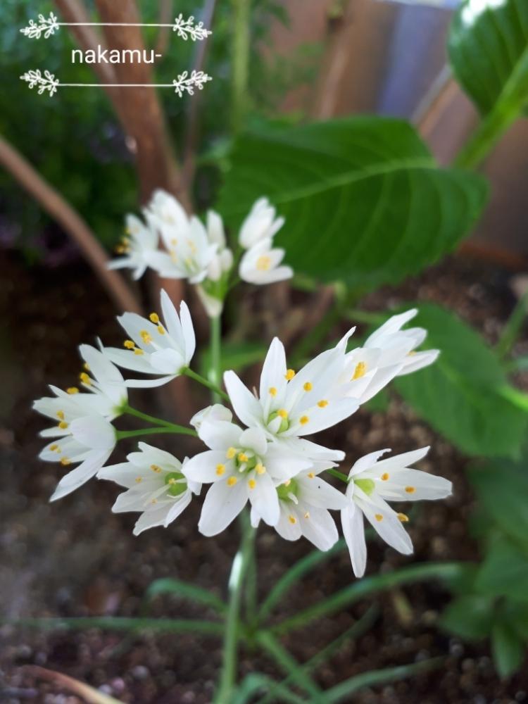 アリウム コワニーの投稿画像 By Nakamu さん アリウム コワニーとキュンキュン乙女倶楽部no 138とキュンキュン乙女倶楽部と今日の１枚と花 のある暮らしとアリウム コワニーとアリウム 18月5月16日 Greensnap グリーンスナップ