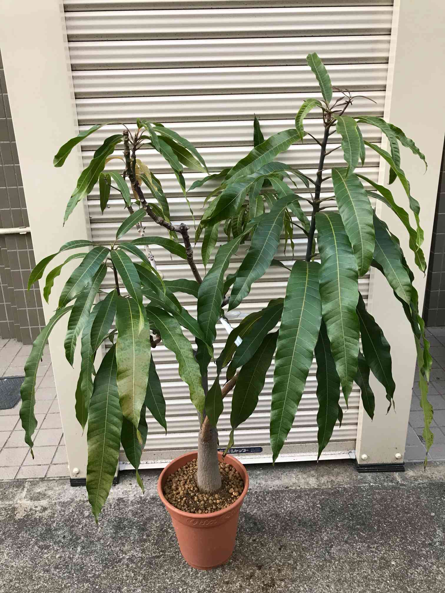 実生マンゴーの観察記録｜?GreenSnap（グリーンスナップ）