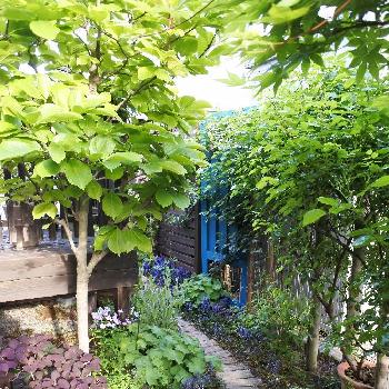 フェイクドアの画像 by あんころもちさん | 小さな庭とガーデンとフェイクドアとガーデニングと木の小道と記録用