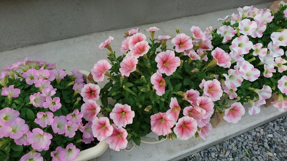 ペチュニア ギュギュ ピーチアイスの投稿画像 By タヌ吉さん ペチュニアギュギュ と寄せ植えとピンクと鉢植えともりもりと花のある暮らしとサフィニージョと小さな庭とペチュニアギュギュと寄せ植えとピンクと鉢植えともりもりと花のある暮らしとサフィニージョ 18月5