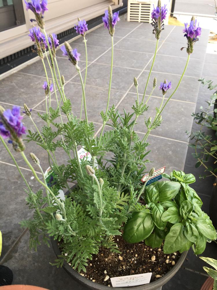 レースラベンダーの投稿画像 By かるふさん スイートバジルとローズマリーと花のある暮らしと寄せ植えとハーブ 18月5月16日 Greensnap グリーンスナップ