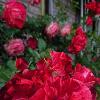 素敵な薔薇♡♡♡の画像 by のりりんの森さん | 広い庭とお花を楽しむとGS映えとラ･レーヌ･ドゥ･ラ･ニュイ薔薇と薔薇を楽しむと夜の女王様と鉢植えのバラと魅力的な薔薇と素敵な薔薇♡♡♡と花のある暮らし