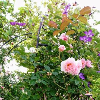 素敵な薔薇♡♡♡の画像 by のりりんの森さん | 広い庭と薔薇フェリシアとお花を楽しむと4脚アーチと地植えの薔薇と湘南のクレマチスと薔薇を楽しむとฅ'ω'ฅかわいいと素敵な薔薇♡♡♡と花のある暮らし