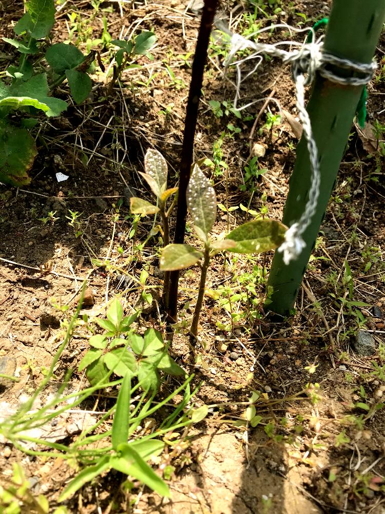 アボカドの投稿画像 By Noんコフさん 傾斜地の庭とアボカド水栽培からの地植えとアボカド水栽培大量生産 18月5月16日 Greensnap グリーンスナップ