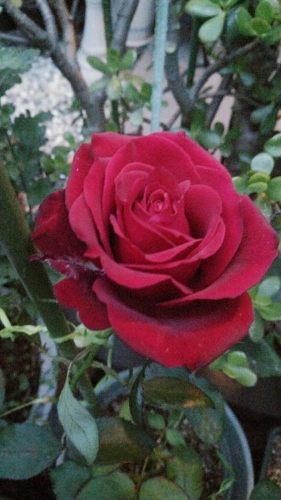 バラ サムライ08の投稿画像 By Bouquetさん ばら バラ 薔薇と大輪系と自慢のバラコンテスト18と花のある暮らしと赤いバラと挿し木 18月5月16日 Greensnap グリーンスナップ