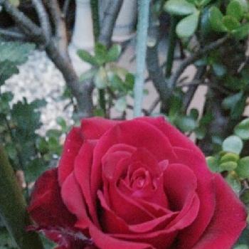 バラ  サムライ08の画像 by bouquetさん | 小さな庭とバラ  サムライ08とばら バラ 薔薇と大輪系と自慢のバラコンテスト2018と花のある暮らしと赤いバラと挿し木