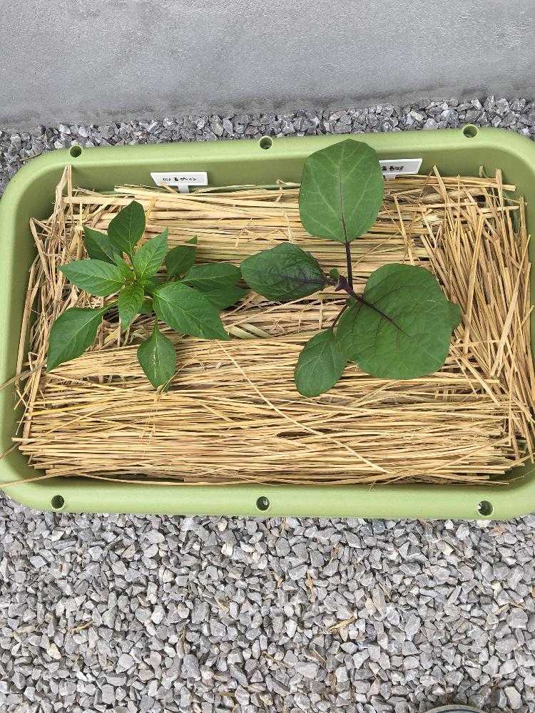 苗から育てる長なす、ピーマン｜🍀GreenSnap（グリーンスナップ）