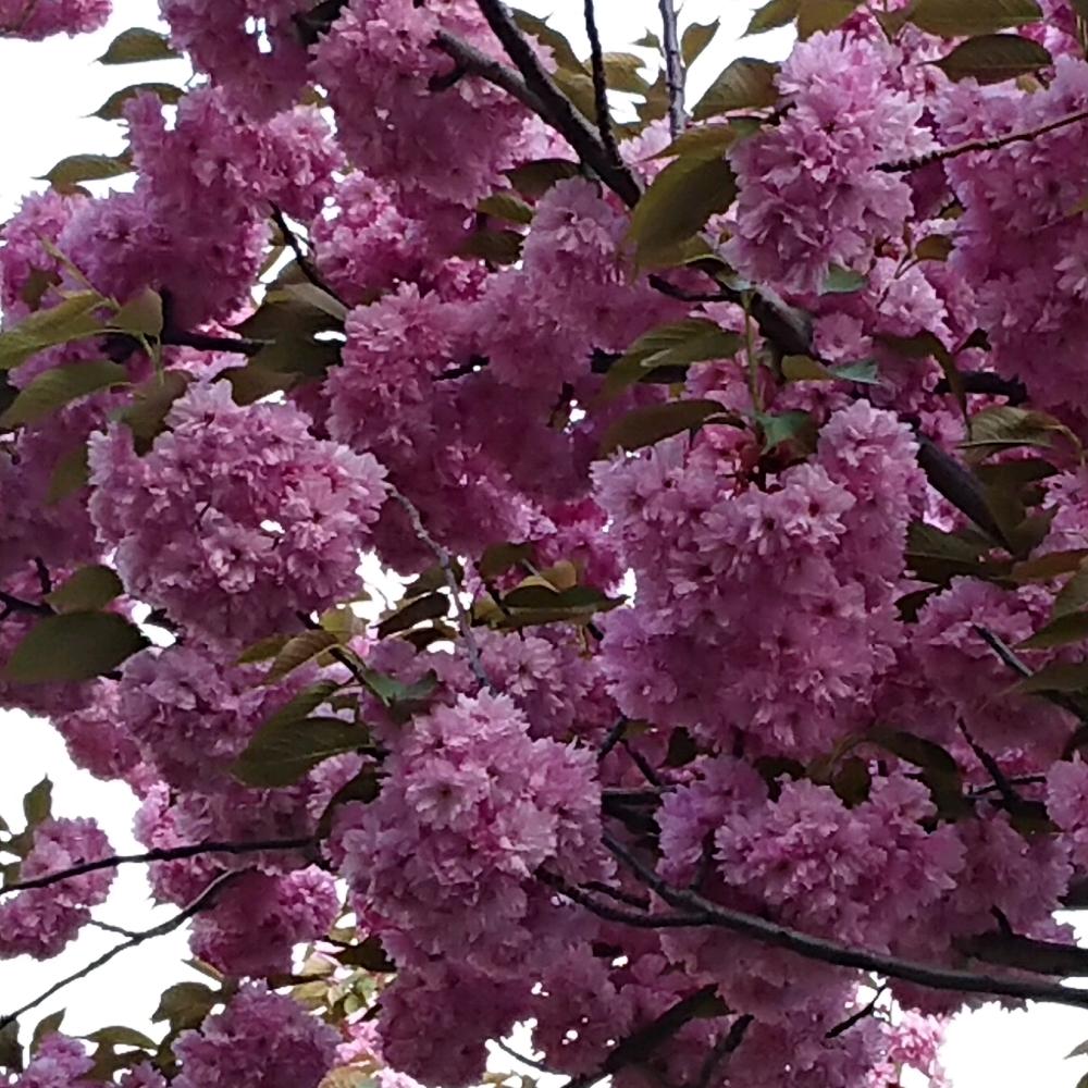 花のある暮らしの投稿画像 By Ayumi さん ぼんぼり桜と花のある暮らし 18月5月17日 Greensnap グリーンスナップ Greensnap グリーンスナップ