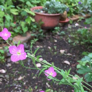 ひと心地の画像 by 淳 こさん | 小さな庭と小さい花たちと花*日記と好きになってる花とピンクさんとひと心地