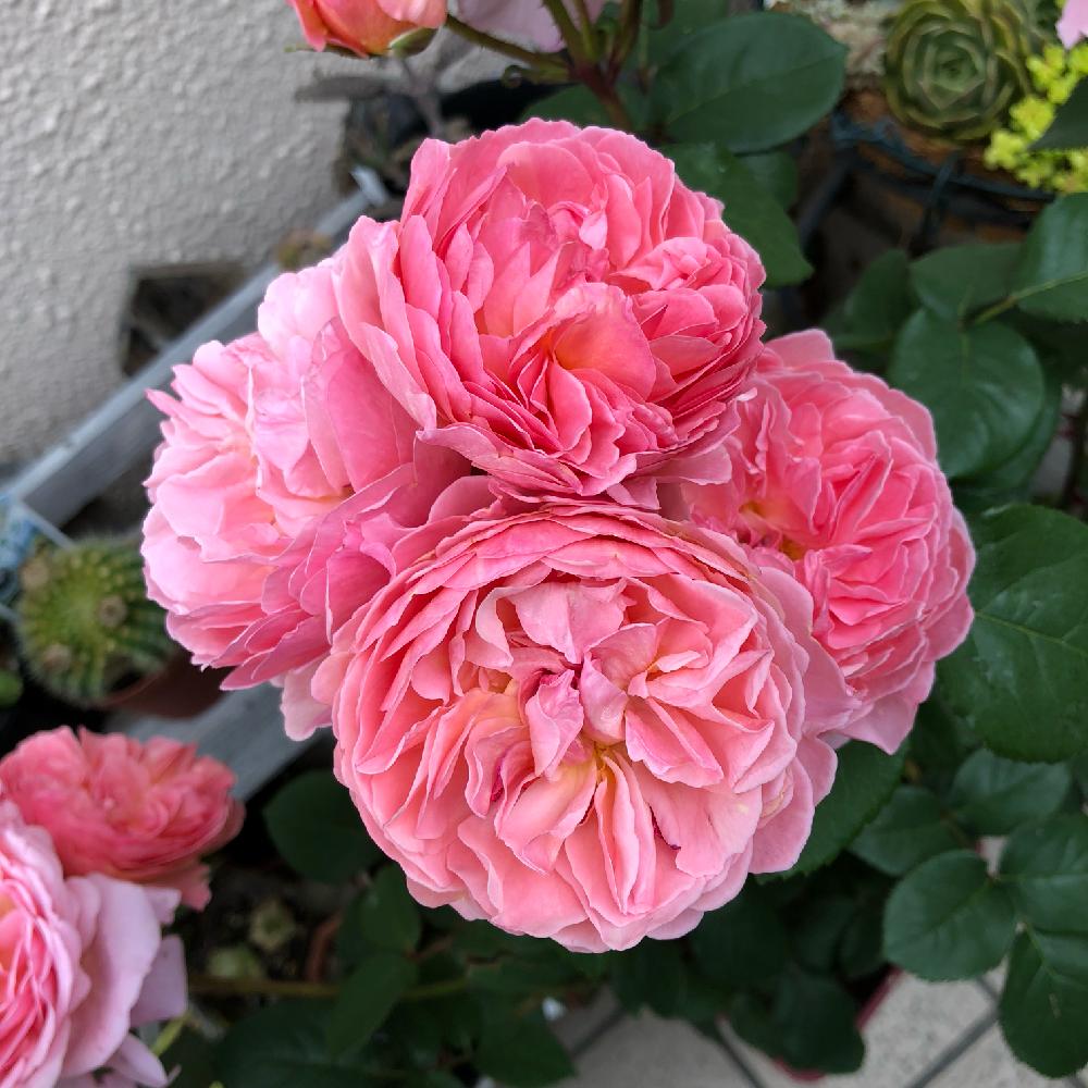 バラ かおりかざりの投稿画像 By さびちゃねこさん ボタニカルライフとばら バラ 薔薇とグリーンのある暮らしと薔薇愛同盟とバラ 鉢植えと自慢のバラ コンテスト18と花のある暮らしとかわいいな とバラ ミニバラ 18月5月17日 Greensnap グリーンスナップ