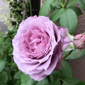 薔薇を愛でるの画像 by ビアンコさん | 玄関とノヴァーリスと嬉しいといい匂いとバラ 鉢植えと美しいと自慢のバラコンテスト2018とバラを楽しむと薔薇を愛でる