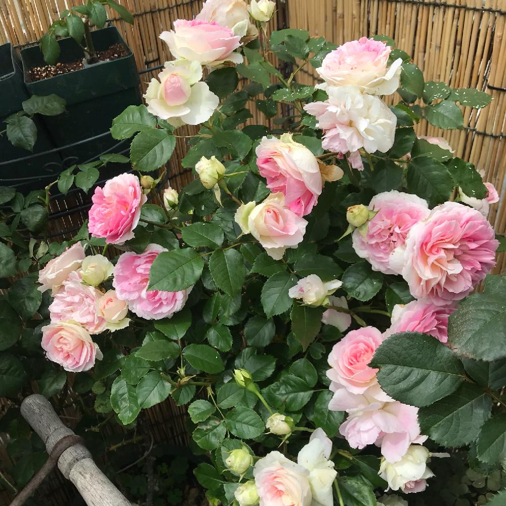 アミロマンティカの投稿画像 By ももこさん バラ園とバラが咲いたよとつるバラとウチのバラ図鑑とバラのシーズン到来とロマンティカ姉妹とメイアンとお庭とローズガーデンとロザリアンとフロリバンダ 18月5月17日 Greensnap グリーンスナップ