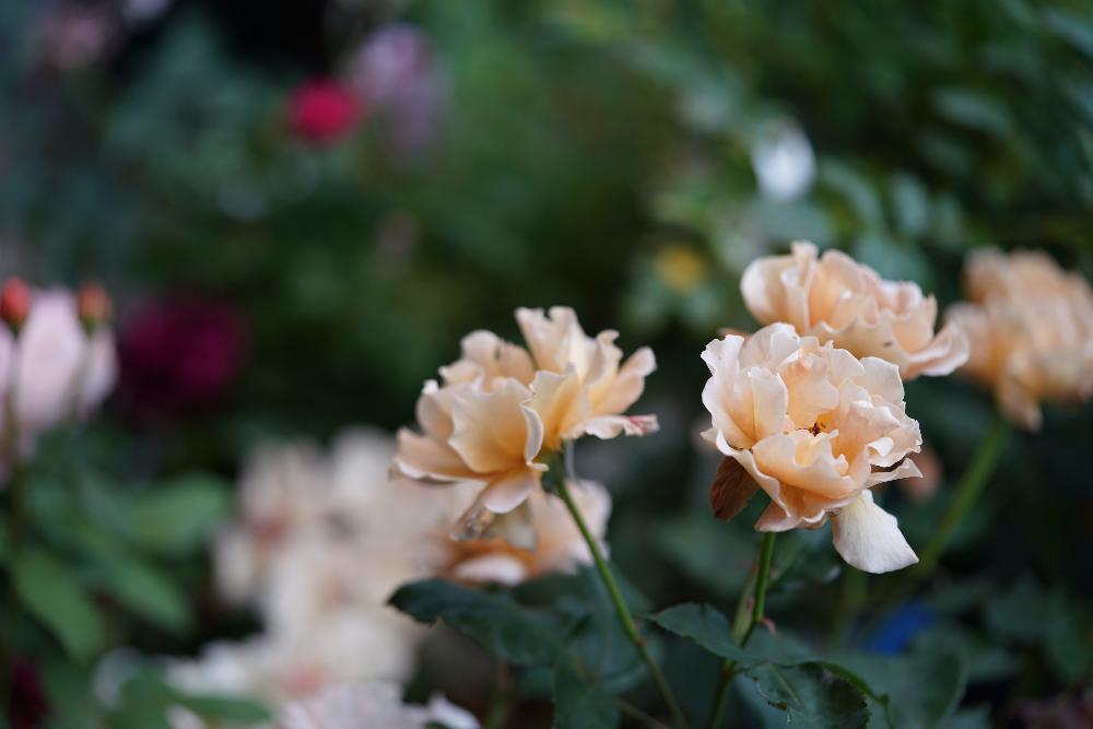 五月のお庭 雨ばかり Greensnap グリーンスナップ