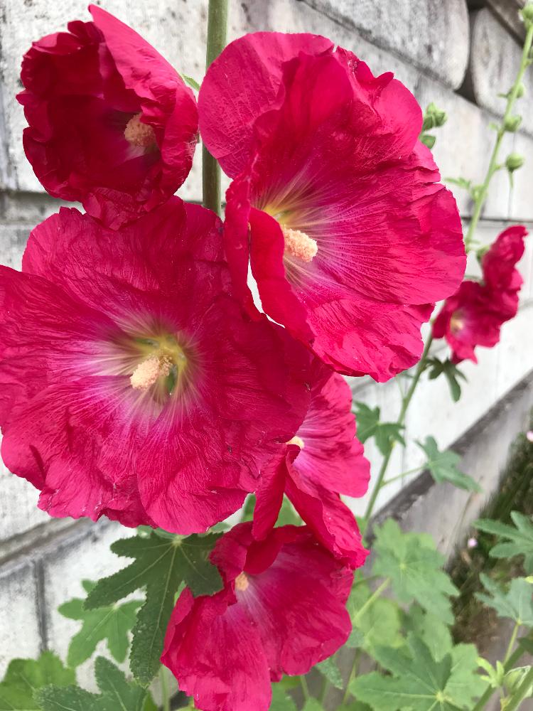 赤い花 の投稿画像 By Ziggyさん Gs日和と真夏日と赤い花と道端でとホリホック とタチアオイ 18月5月17日 Greensnap グリーンスナップ