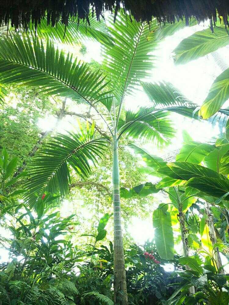 クライメートゾーン別耐寒ヤシ一覧(学名順)｜🍀GreenSnap（グリーン