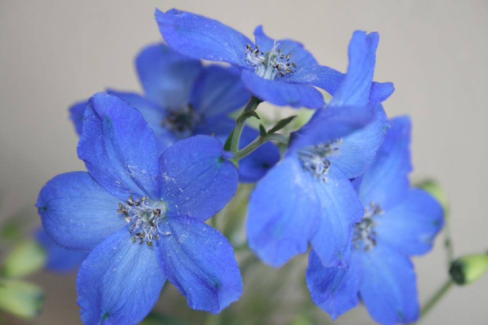デルフィニウムの投稿画像 By 和さん デルフィニウム ミントブルーと寄せ植えと今日のお花と デルフィニウムと花のある暮らしとブルーの花と青い花 18月5月17日 Greensnap グリーンスナップ