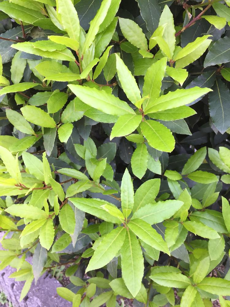 ローリエ 月桂樹の投稿画像 By アマリリスさん ローリエの葉といいかおりと植中毒とちいさなはながさく 18月5月17日 Greensnap グリーンスナップ