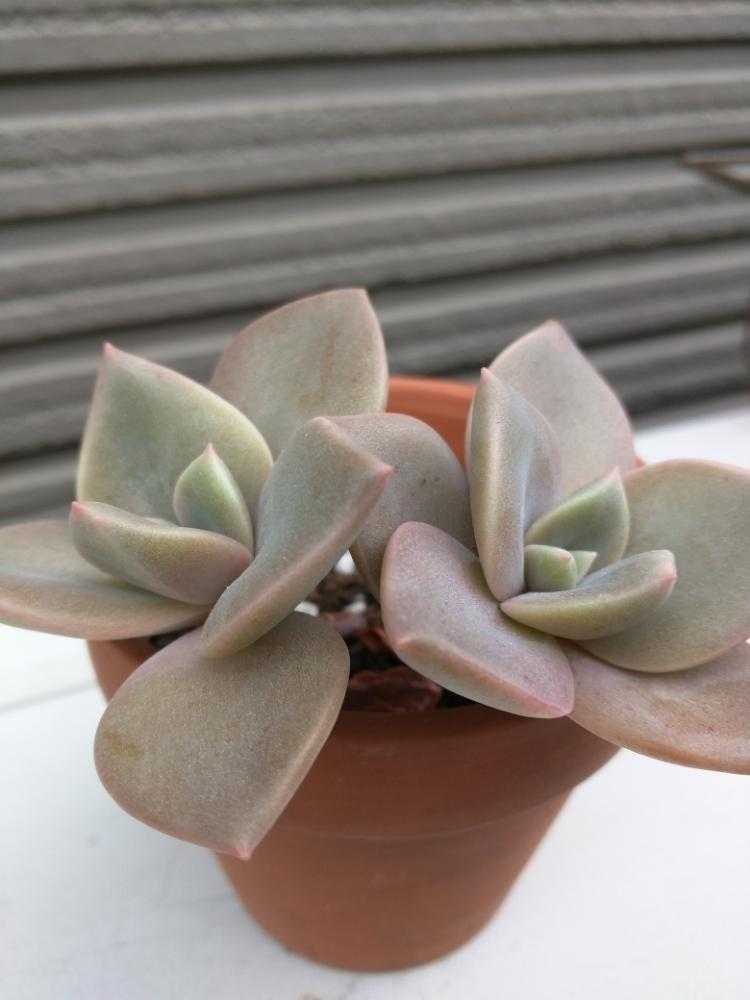 バイネシー葉挿し