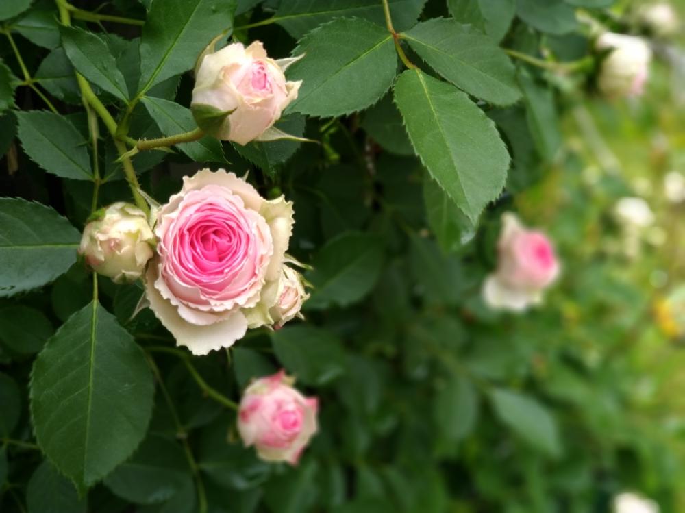 ツルミミエデンの投稿画像 By 大地さん バラ ミニバラとバラ 鉢植えとつるバラ 18月5月17日 Greensnap グリーンスナップ