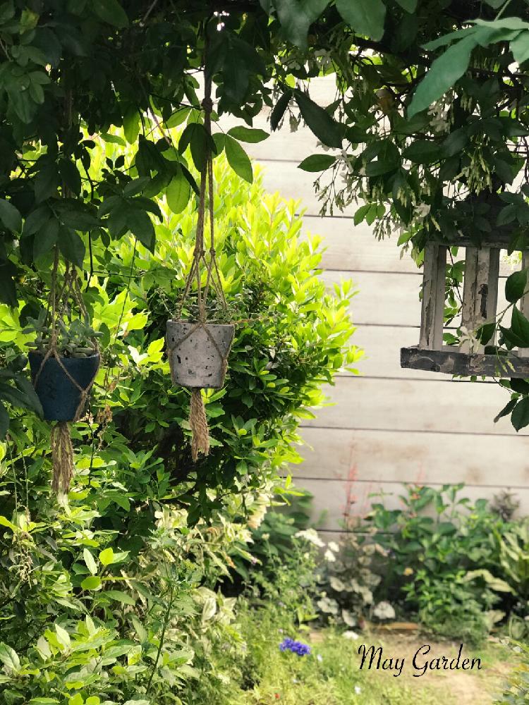 宿根草 の投稿画像 By Yukoさん ウッドフェンスとフェンス つる植物と小さな花壇とスタージャスミンとガーデニングと花のある暮らしとアーチと地植え 18月5月17日 Greensnap グリーンスナップ