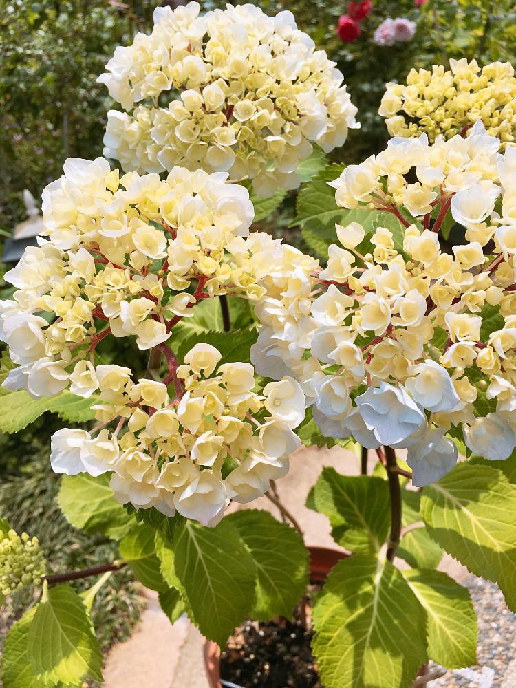 黒茎アジサイの投稿画像 By Francaiseさん 自然美と植中毒と綺麗な色 と花のある暮らしと 開花 18月5月17日 Greensnap グリーンスナップ