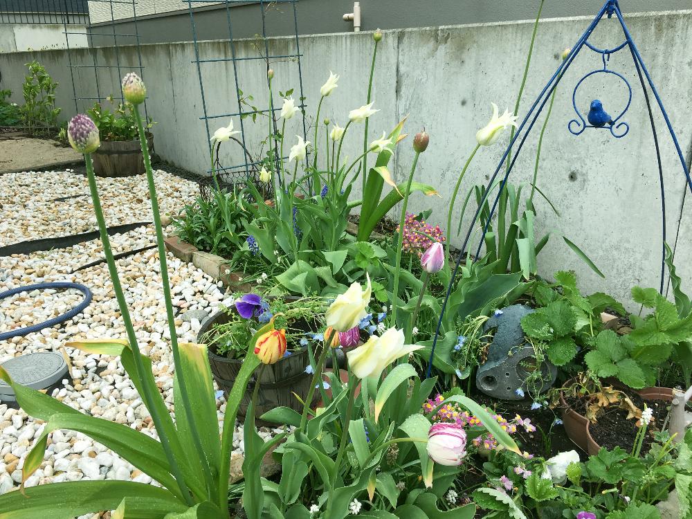 チューリップの投稿画像 By すずらんさん アリウムとイチゴとムスカリと北海道の庭と北海道と花のある暮らしと玄関横花壇 18月5月17日 Greensnap グリーンスナップ