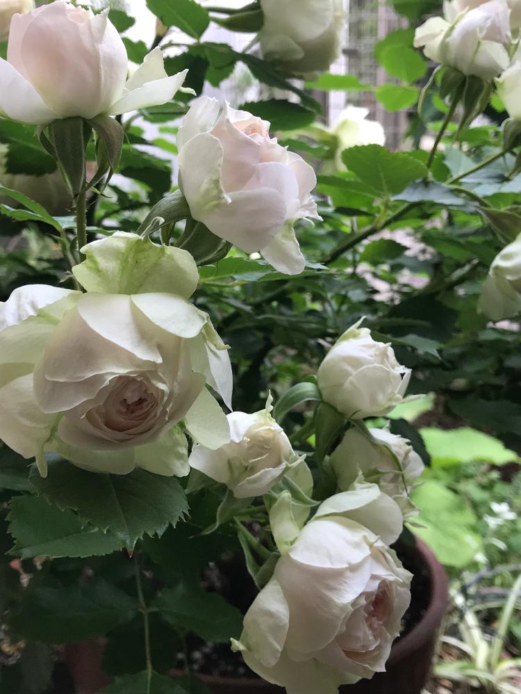 パシュミナの投稿画像 By Hiro 151e さん ばら バラ 薔薇とおきにいりとお庭の植物と薔薇 とかわいいな 18月5月17日 Greensnap グリーンスナップ
