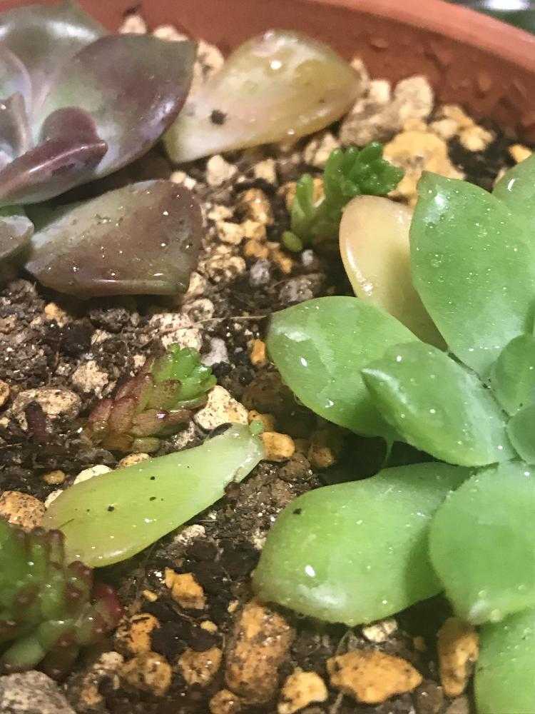 マッコスの葉挿し観察｜🍀GreenSnap（グリーンスナップ）