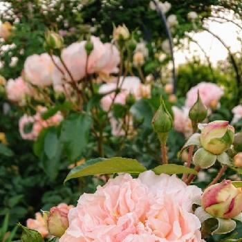 素敵な薔薇♡♡♡の画像 by のりりんの森さん | 広い庭と地植えの薔薇とサンガー･ハウザー･ユビレウムスローゼ薔薇とダフネ♥と薔薇を楽しむと素敵な薔薇♡♡♡と花のある暮らしとロザリアン