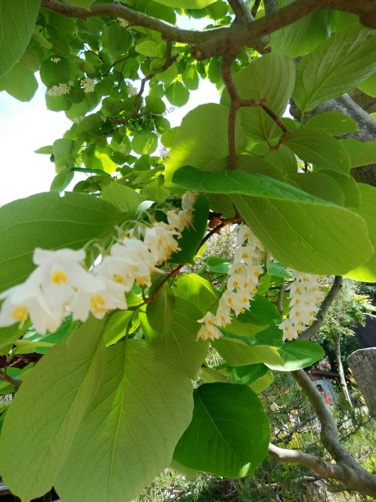 沙羅双樹の花の投稿画像 By ダッチンさん フタバガキ科の常緑高木 18月5月17日 Greensnap グリーンスナップ