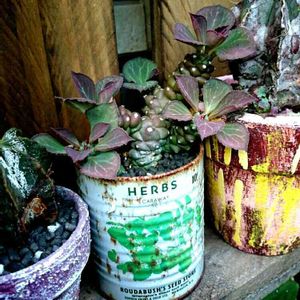 多肉植物,観葉植物,南国,リメ缶,ガーデニングの画像