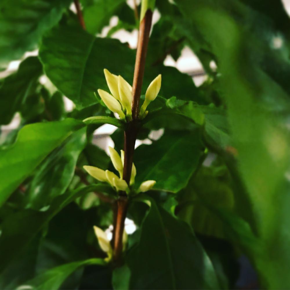 コーヒーの木の花の投稿画像 By Emilyさん 成長が楽しみとgs映えとgs日和と植中毒とlove Greenとコーヒーと花のある暮らしと白い花 18月5月18日 Greensnap グリーンスナップ